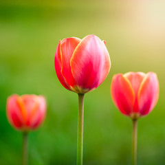 Red tulips on the background of the field and the sun