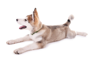 Cute Malamute puppy lying isolated on white