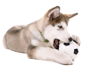 Cute Malamute puppy playing with ball isolated on white