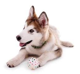 Cute Malamute puppy playing with rubber ball isolated on white