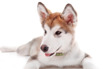 Portrait of Malamute puppy isolated on white