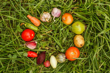Ripe little vegetables on  grass, laid out in a circle. Healthy foods