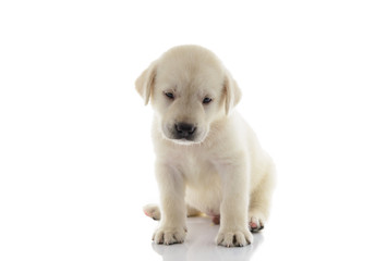 Golden Labrador Puppy isolated