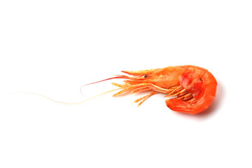 Shrimp isolated on white