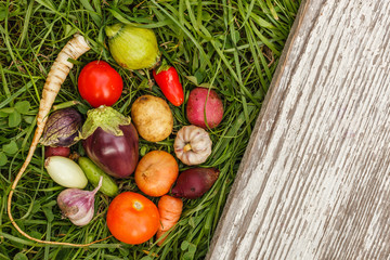 Ripe little vegetables on  grass, laid out in a circle. Healthy foods