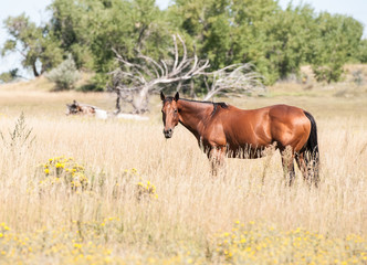 Obraz premium Horse Grazing in Meadow in Rural America