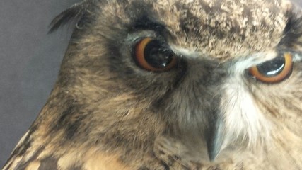 sguardo di gufo reale
