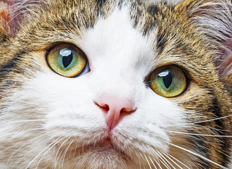 a green cat eyes close up