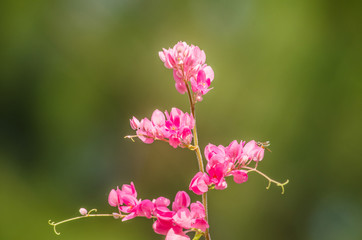 pink flower and green background is beautiful and have insect in