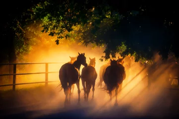 Fototapeten Pferdeherde kommt von der Weide zurück. © APHOTOSTUDIO
