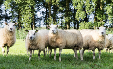 Fototapeta premium Flock of sheep looking in the camera. Sunny day at the end of the summer.