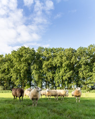 Naklejka na ściany i meble Flock of sheep in the meadow on a sunny day.