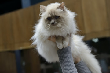 Birman cat being held at cat show © iVangelos