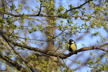 Great tit bird on branch