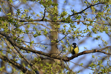 Great tit bird on branch