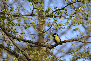 Great tit bird on branch