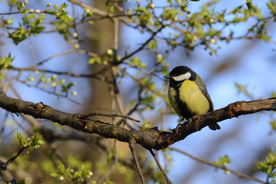 Great tit bird on branch