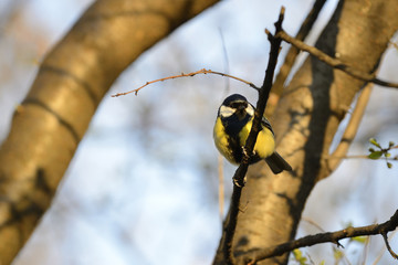 Great tit bird on branch