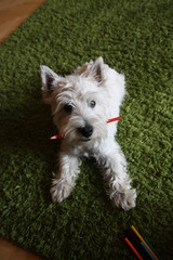 West Highland White Terrier © AgaBla