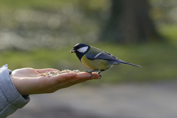 Great tit bird standing on human hand and feeding