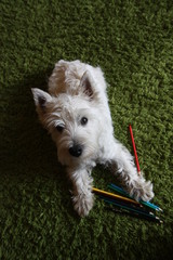 West Highland White Terrier © AgaBla