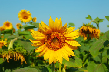 Beautiful sunflower, closeup