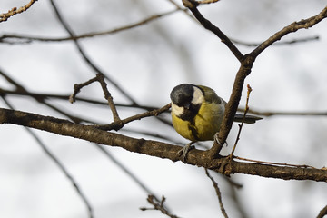 Great tit bird on branch