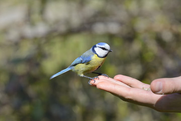 Fototapeta premium Eurasian blue tit standing on human hand and feeding