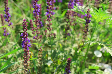 Closeup of beautiful wildflowers