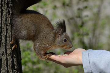 Red squirrel eating food from human hand in a park.