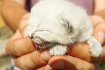 Newborn kitten in male hands, closeup