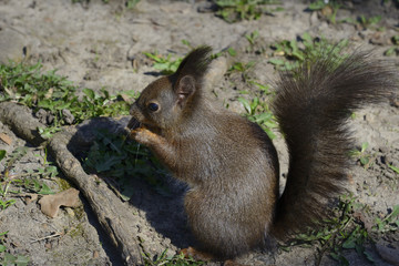 Red squirrel eating nuts on the ground