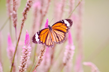 Fototapeta na wymiar orange butterfly on flower