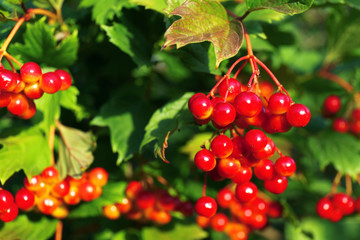 Branch of rowan close up