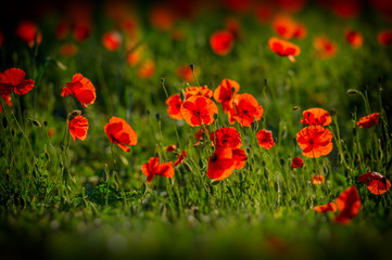 Wild poppy flowers
