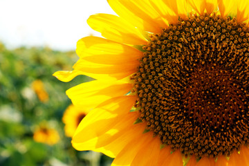 Beautiful sunflower close up