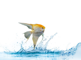 pesce angelo scalare