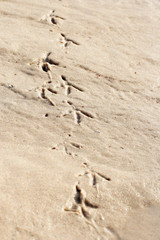 Waves of sand formed by wind