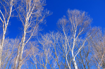 Obraz na płótnie Canvas 冬の白樺の木