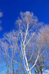 冬の白樺の木