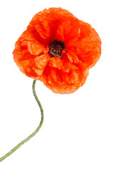 single red poppy isolated on white