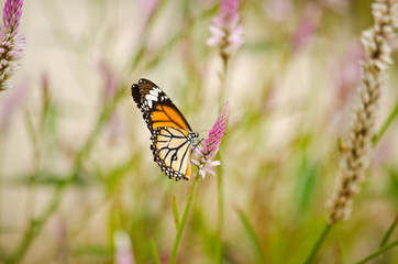 orange butterfly on flower