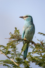 A wild European Roller bird perched on a thorn tree branch during the day in the Kruger National Park, South Africa