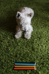 West Highland White Terrier © AgaBla