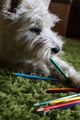 West Highland White Terrier © AgaBla