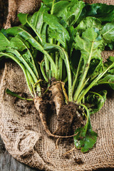 Bunch of young sugar beet roots