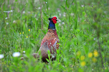 Wild pheasant