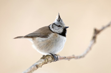 Crested tit