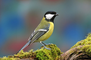 Great tit