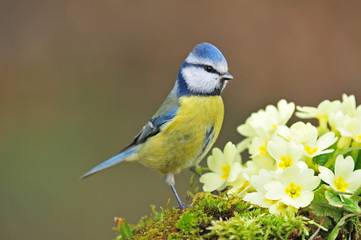 Obraz premium Blue tit